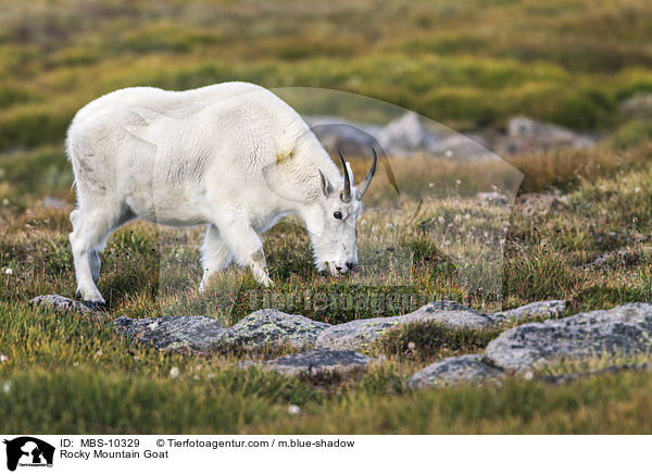 Rocky Mountain Goat / MBS-10329