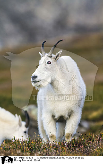 Rocky Mountain Goat / MBS-10331