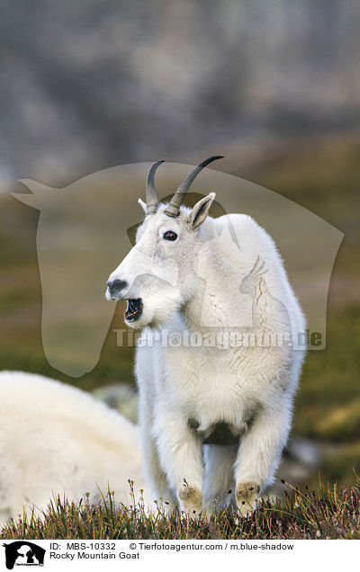 Schneeziege / Rocky Mountain Goat / MBS-10332
