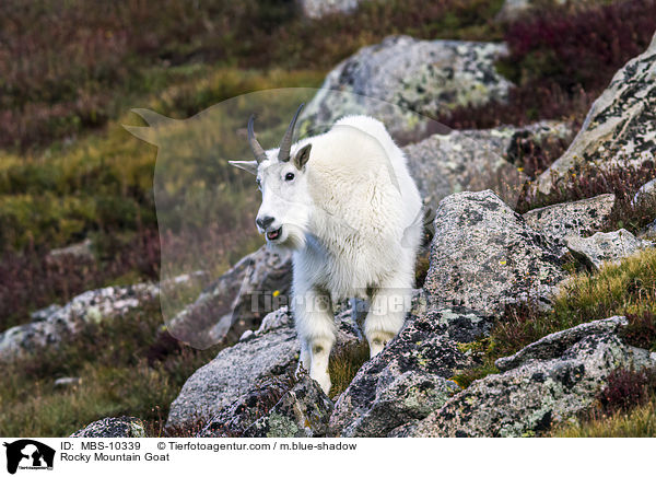 Rocky Mountain Goat / MBS-10339