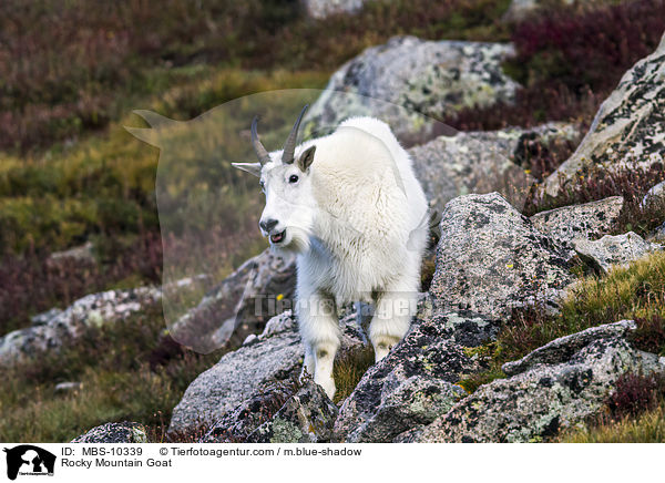 Schneeziege / Rocky Mountain Goat / MBS-10339