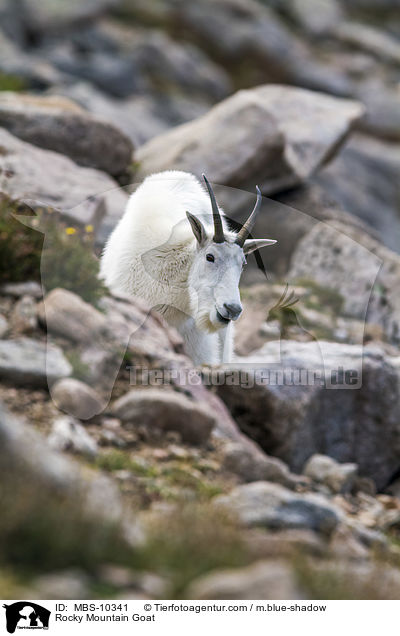 Rocky Mountain Goat / MBS-10341