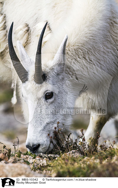 Schneeziege / Rocky Mountain Goat / MBS-10342