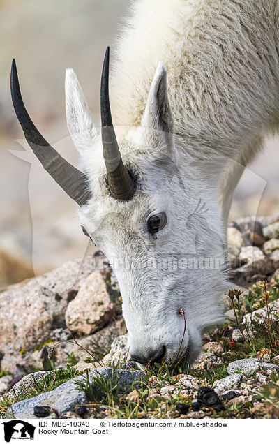 Schneeziege / Rocky Mountain Goat / MBS-10343