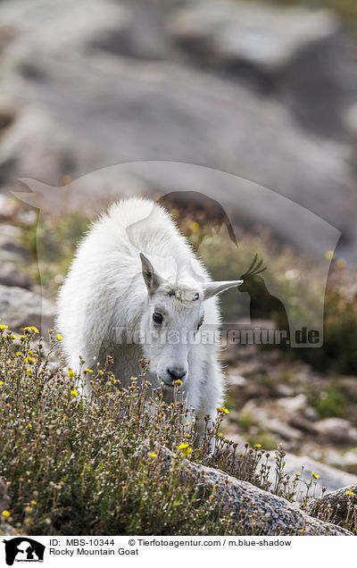 Schneeziege / Rocky Mountain Goat / MBS-10344
