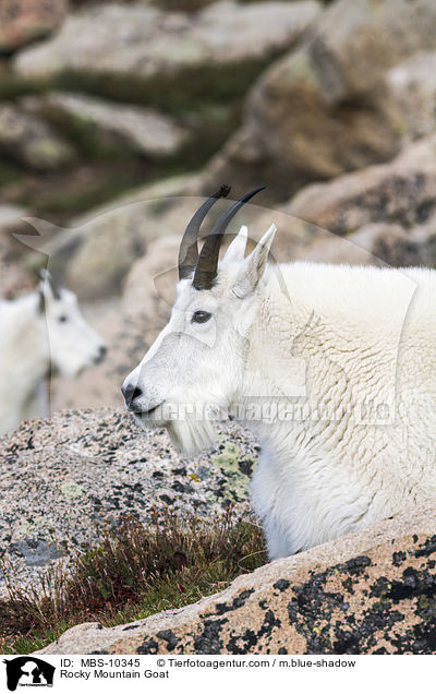 Schneeziege / Rocky Mountain Goat / MBS-10345
