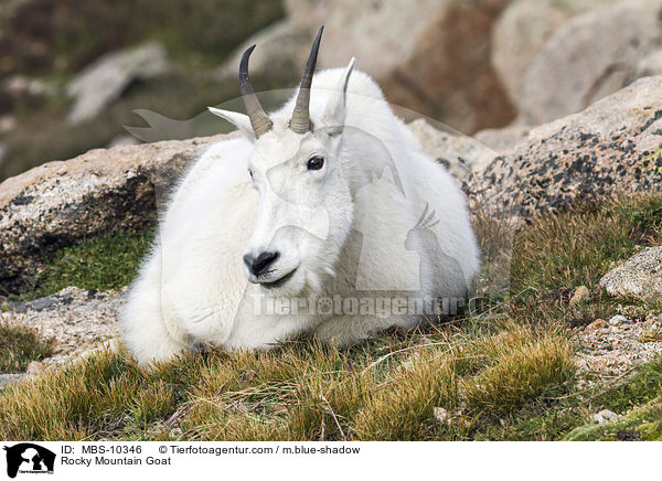Schneeziege / Rocky Mountain Goat / MBS-10346