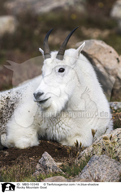 Schneeziege / Rocky Mountain Goat / MBS-10348