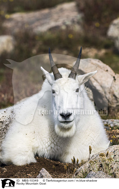 Rocky Mountain Goat / MBS-10349