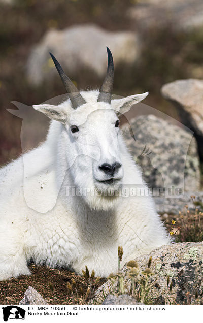Schneeziege / Rocky Mountain Goat / MBS-10350