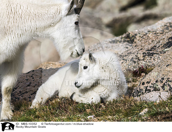 Schneeziegen / Rocky Mountain Goats / MBS-10352