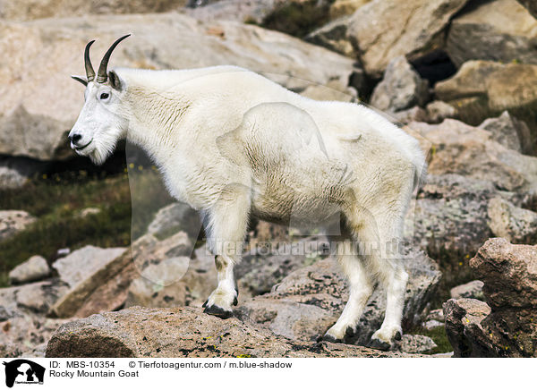 Schneeziege / Rocky Mountain Goat / MBS-10354