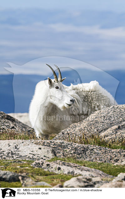 Rocky Mountain Goat / MBS-10356