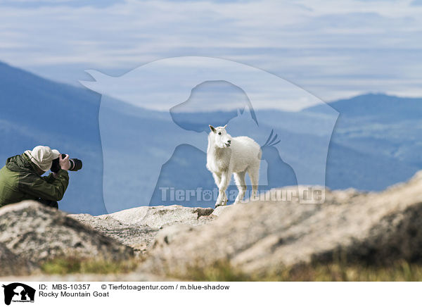 Schneeziege / Rocky Mountain Goat / MBS-10357