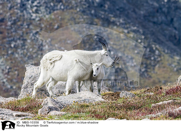 Schneeziegen / Rocky Mountain Goats / MBS-10358