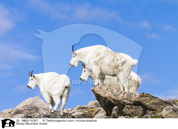 Schneeziegen / Rocky Mountain Goats / MBS-10361