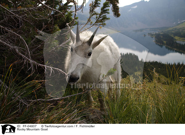 Schneeziege / Rocky Mountain Goat / FF-04807