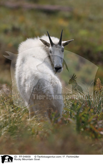 Rocky Mountain Goat / FF-04809