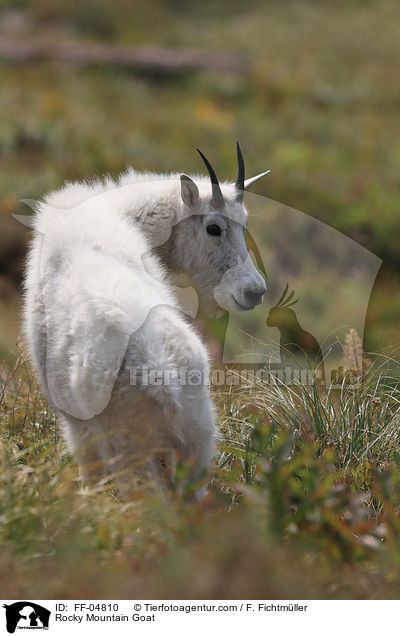 Schneeziege / Rocky Mountain Goat / FF-04810
