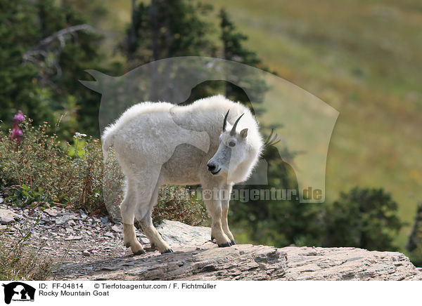 Schneeziege / Rocky Mountain Goat / FF-04814