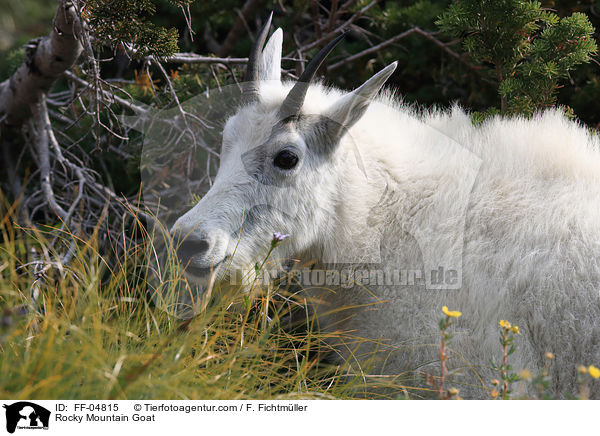 Schneeziege / Rocky Mountain Goat / FF-04815