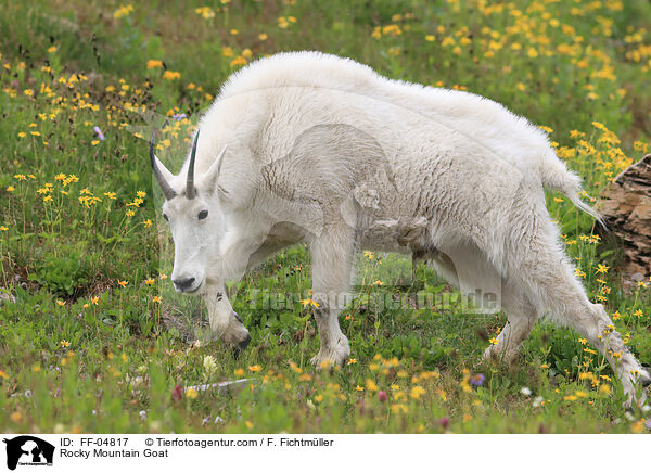 Schneeziege / Rocky Mountain Goat / FF-04817