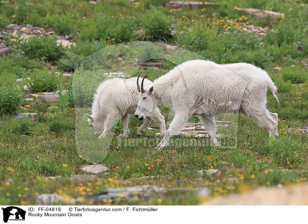 Schneeziegen / Rocky Mountain Goats / FF-04818