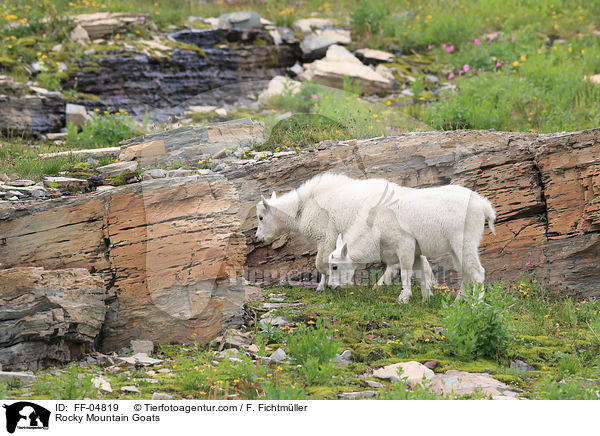 Schneeziegen / Rocky Mountain Goats / FF-04819
