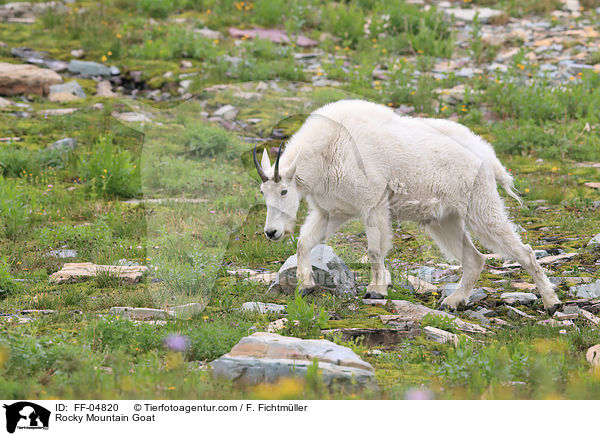 Rocky Mountain Goat / FF-04820