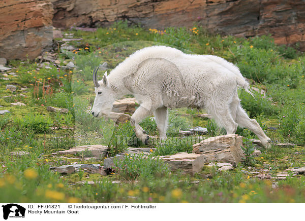 Rocky Mountain Goat / FF-04821