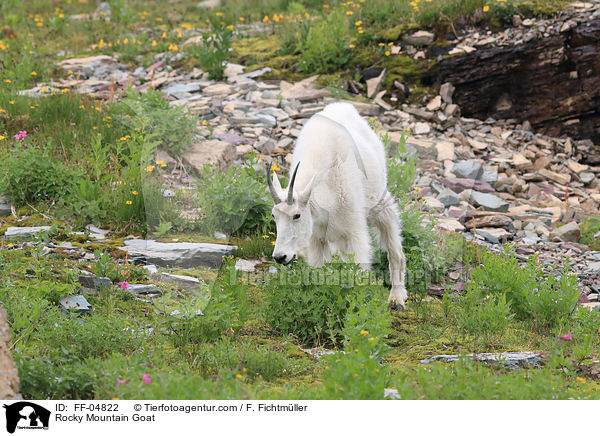 Rocky Mountain Goat / FF-04822