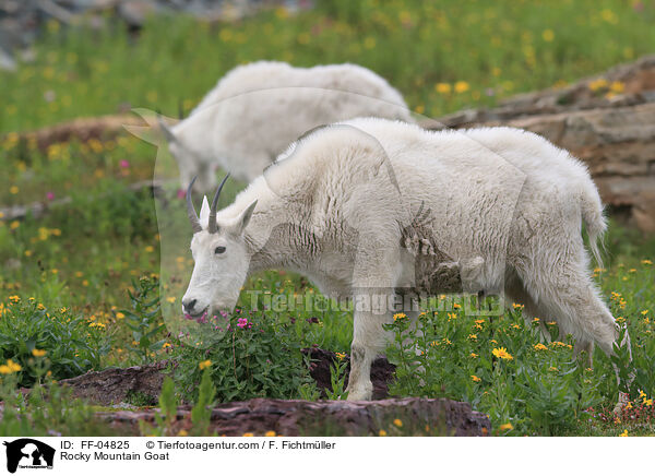 Schneeziege / Rocky Mountain Goat / FF-04825