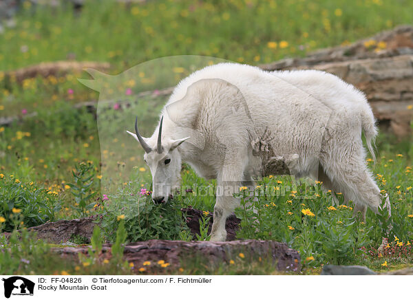 Schneeziege / Rocky Mountain Goat / FF-04826