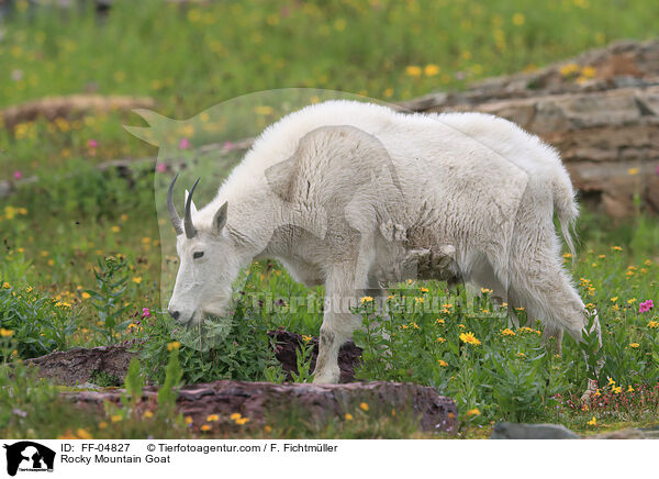 Schneeziege / Rocky Mountain Goat / FF-04827