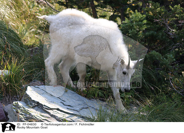 Rocky Mountain Goat / FF-04830