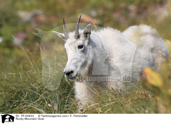 Schneeziege / Rocky Mountain Goat / FF-04833