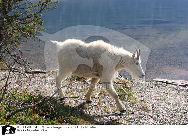 Rocky Mountain Goat / FF-04834