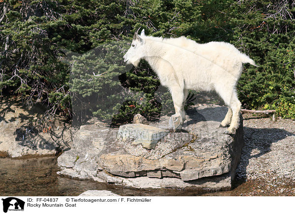 Schneeziege / Rocky Mountain Goat / FF-04837