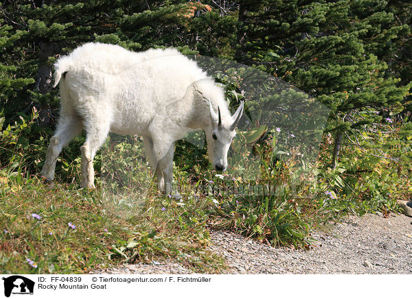 Rocky Mountain Goat / FF-04839