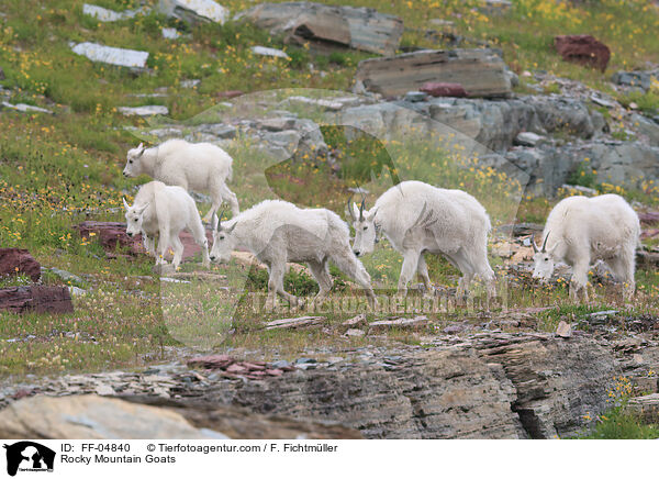 Rocky Mountain Goats / FF-04840