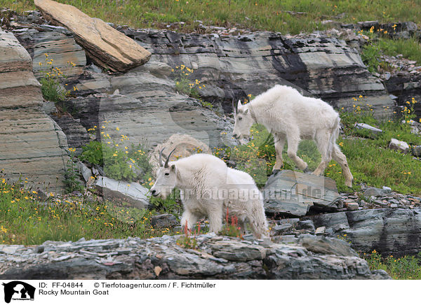 Schneeziege / Rocky Mountain Goat / FF-04844