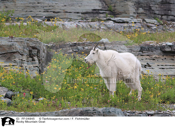 Rocky Mountain Goat / FF-04845