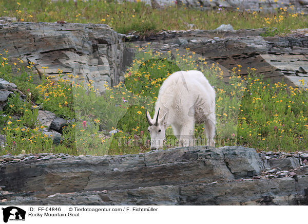 Rocky Mountain Goat / FF-04846