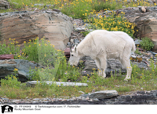 Schneeziege / Rocky Mountain Goat / FF-04849