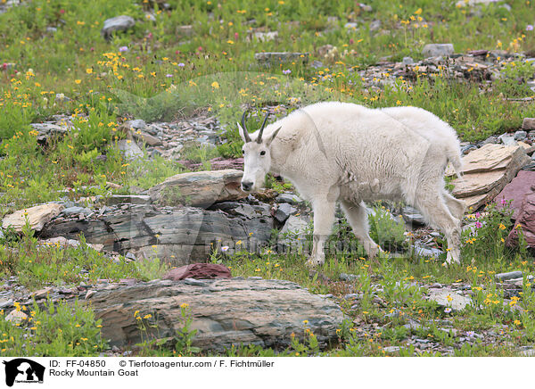 Schneeziege / Rocky Mountain Goat / FF-04850