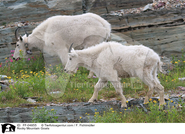 Rocky Mountain Goats / FF-04855