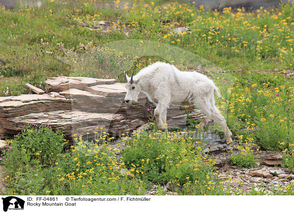 Schneeziege / Rocky Mountain Goat / FF-04861