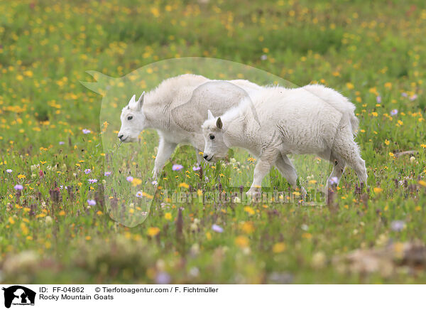 Schneeziegen / Rocky Mountain Goats / FF-04862