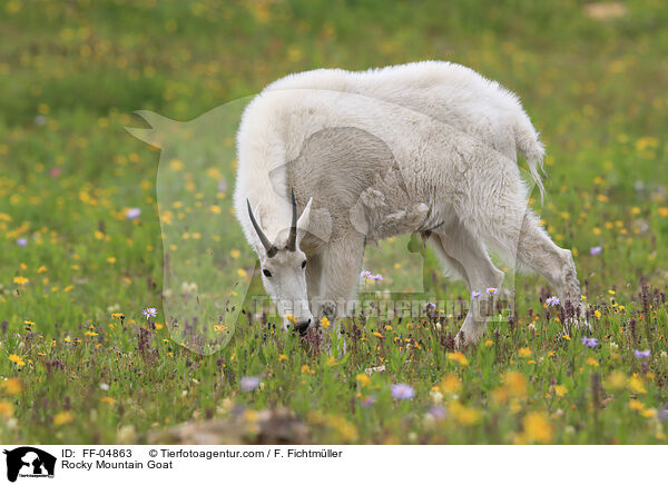 Schneeziege / Rocky Mountain Goat / FF-04863