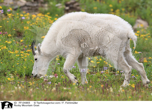 Schneeziege / Rocky Mountain Goat / FF-04865